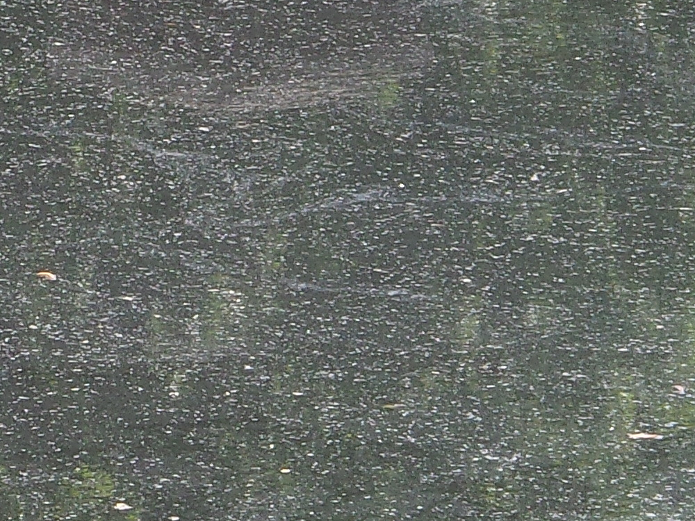 Water Dirty pond water